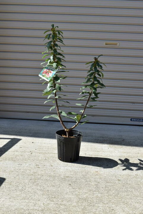 楽天市場 22年開花予定3月 4月に開花沈丁花紅花ジンチョウゲ花の香りがいいかおりがします 自然の香水 沈丁花 園芸百貨店何でも揃うこぼんさい