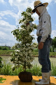 2024年花芽あり記念の植樹に立派なヤマボウシ苗シンボルツリー 【庭木苗】ホンコンエンシス月光苗常緑ヤマボウシ月光大きい苗　　大苗のホンコンエンシス