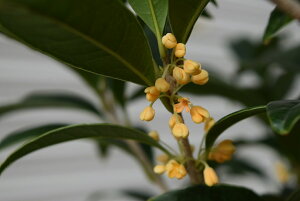 yރv[g2025N10JԌ݂ƂȂ܂ H̍yނߔALNZCł lG炫؍