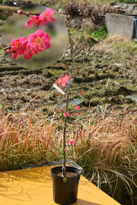 Ԕ~̂Ԃyޒ2025N3JԂ̉ԉL@Ԕ~ cyg璹~zygԈd炫zgF̉ԁ@ӏ܁@d炫@~cpA~̖