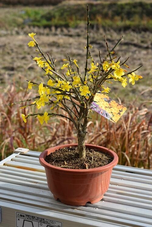 楽天市場】オウバイ黄梅 梅盆栽 黄色の小さいお花が 2023年3月頃に開花 
