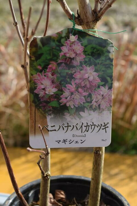 楽天市場】2026年5月開花ウツギマギシャン紅花梅花空木 別名ベニバナ 