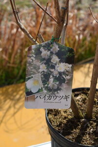 2025N5JԂ̕c~ԃEcMc@~ԃEcM oCJEcM