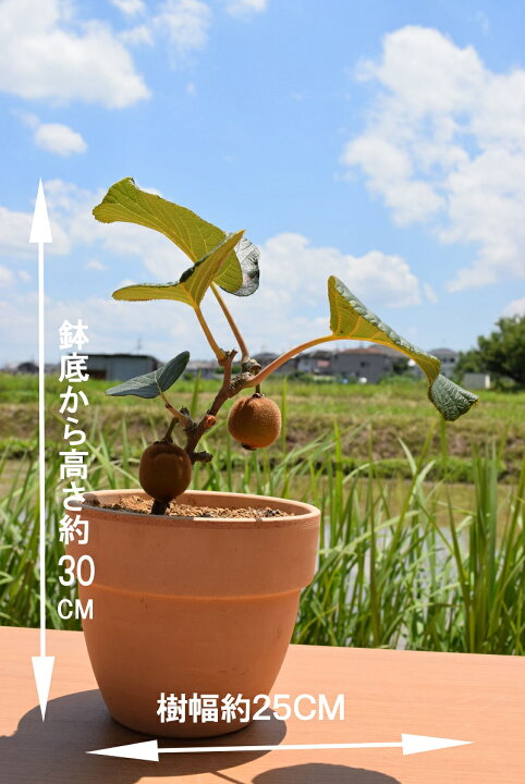 楽天市場】お誕生日プレゼントにキウイフルーツ鉢植え2024年6月実付き 