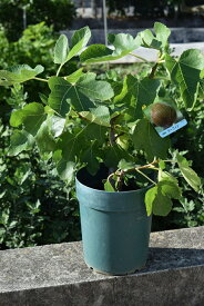 無花果イチジクドーフィン無花果【果樹】【プラ鉢植えイチジク】 いちじく