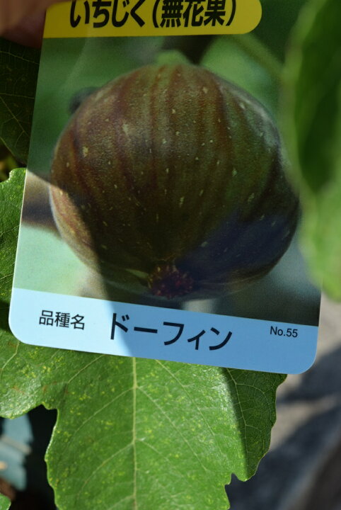 イチジク 約 170cm 希少