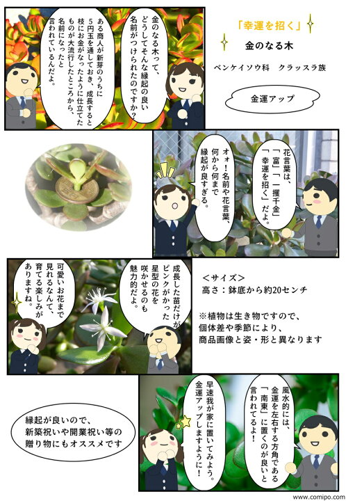 楽天市場 金運アップ金のなる木多肉植物 観葉植物 花月 園芸百貨店何でも揃うこぼんさい