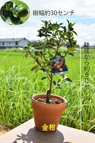楽天市場】植木（種類（植物）キンカン）（ガーデニング・農業｜花 
