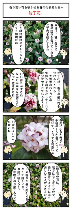 楽天市場 22年3月から4月頃開花沈丁花紅白セット2本ジンチョウゲ白沈丁花花の香りがいいかおりがします 開花は毎年三月 自然の香水 沈丁花 園芸百貨店何でも揃うこぼんさい
