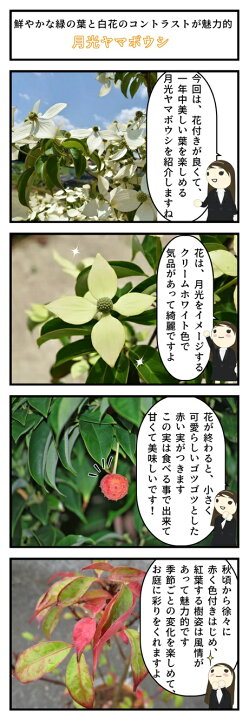 楽天市場 花芽付のおすすめ記念の植樹に23年5月 6月に開花するヤマボウシ苗シンボルツリー 庭木苗 ホンコンエンシス月光苗常緑ヤマボウシ苗木月光 園芸百貨店何でも揃うこぼんさい