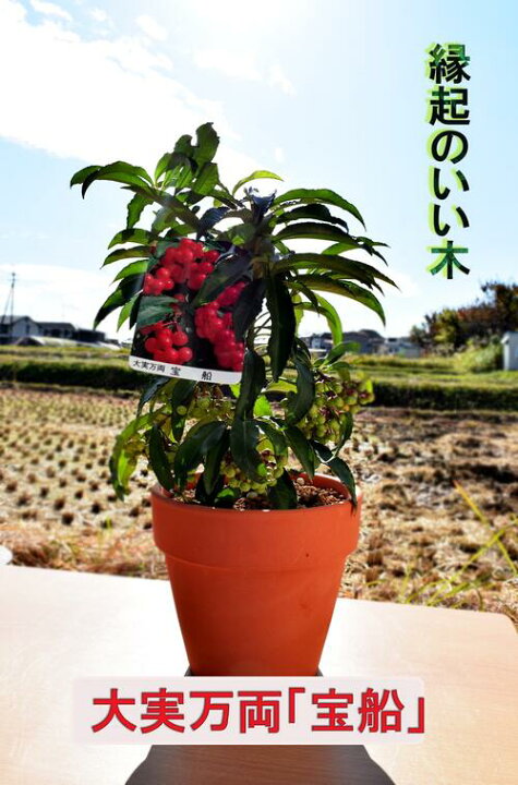 楽天市場 21年11月 12月頃まで実付き大実万両 宝船 縁起の良い木万両鉢植え 園芸百貨店何でも揃うこぼんさい