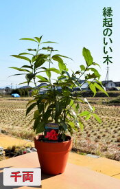 楽天市場 千両 鉢植えの通販