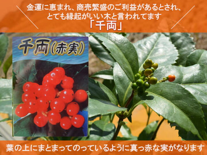 楽天市場 21年実付きです 千両鉢植え 縁起がいい木千両素焼き鉢 千両苗高さ 鉢底から約50センチ前後 園芸百貨店何でも揃うこぼんさい