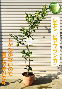 2025NĂ郌傫TCYurAtJvgQȂEGʎ@A @Ă悤@A@EG̔A@ʎ͔|