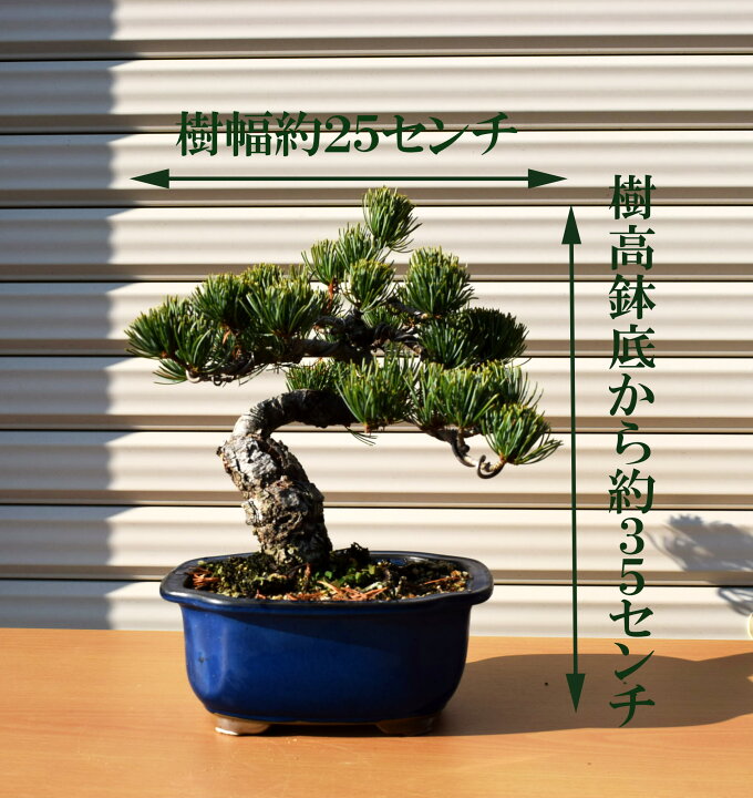 楽天市場】現品 五葉松盆栽 A2本格五葉松盆栽 2020年12月22日撮影 