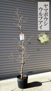 ウルフアイ ヤマボウシ 盆栽 植木の人気商品 通販 価格比較 価格 Com