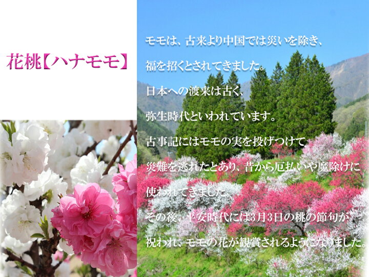 楽天市場 22年４月中頃開花苗です ハナモモ 源平桃 ゲンペイモモ 枝垂れ桃花桃庭木苗 源平しだれ桃 桃 記念樹苗 花桃花紅白しだれ桃源平 しだれ桃苗 園芸百貨店何でも揃うこぼんさい