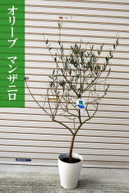 楽天市場 受粉 花粉 オリーブの通販