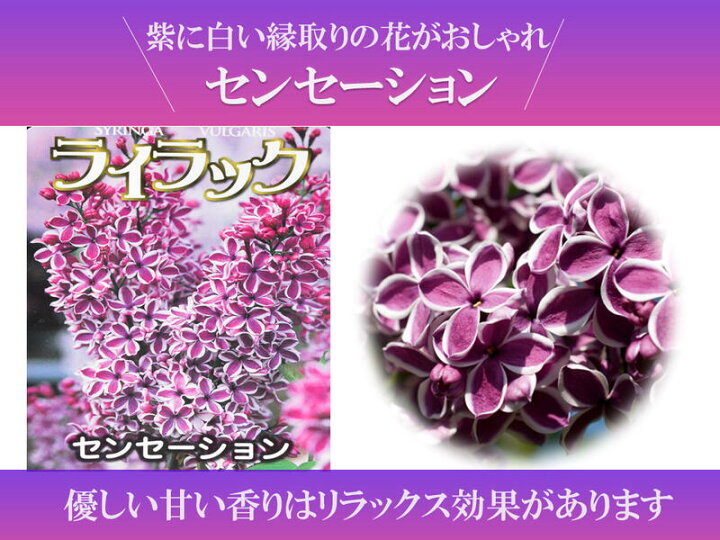 楽天市場 ライラック苗 22年4月開花花芽有庭木 落葉樹 シンボルツリー 花色淡紫桃色の八重咲き芳香の強いライラック苗木 センセーションライラック 園芸百貨店何でも揃うこぼんさい