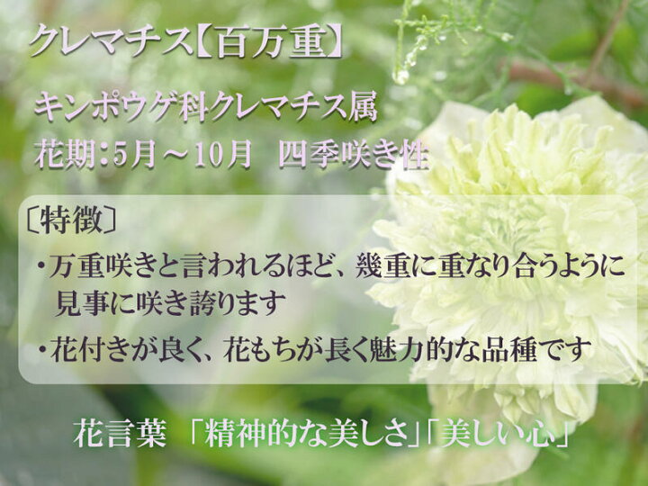 楽天市場 クレマチスクレマチス クレマチスシロマンエ 白万重 5号鉢 開花が終了した状態でのお届けになります 園芸百貨店何でも揃うこぼんさい 楽天市場 クレマチスクレマチス クレマチスシロマンエ 白万重 5号鉢 開花が終了した状態でのお届けになります 園芸百貨店何でも揃うこぼんさい