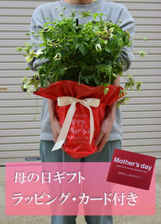 楽天市場 ２０２２年5号クレマチスクレマチスビエネッタ6月以降のお届け剪定しており お花はありません 園芸百貨店何でも揃うこぼんさい