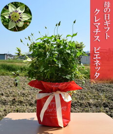 楽天市場 クレマチス 鉢植えの通販