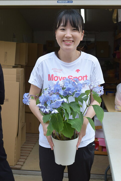 楽天市場 アジサイ専用青肥料付き22年4月から5月に開花アジサイ苗 5月開花 6月以降は 剪定した状態ですひな祭りアジサイ苗 5号 ブルーアジサイ苗 紫陽花苗 園芸百貨店何でも揃うこぼんさい