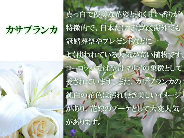 楽天市場 お誕生日プレゼントに21年5月に開花母の日ギフトカサブランカ鉢花贈り物カサブランカ鉢植え 鉢植の 贈り物 お届けの際カサブランカは蕾の状態です三本仕立て5月母の日お届けは 蕾の状態です 園芸百貨店何でも揃うこぼんさい