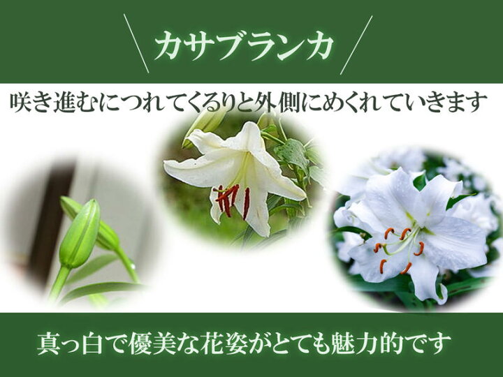 楽天市場 お誕生日プレゼントに21年5月に開花母の日ギフトカサブランカ鉢花贈り物カサブランカ鉢植え 鉢植の 贈り物 お届けの際カサブランカは蕾の状態です三本仕立て5月母の日お届けは 蕾の状態です 園芸百貨店何でも揃うこぼんさい