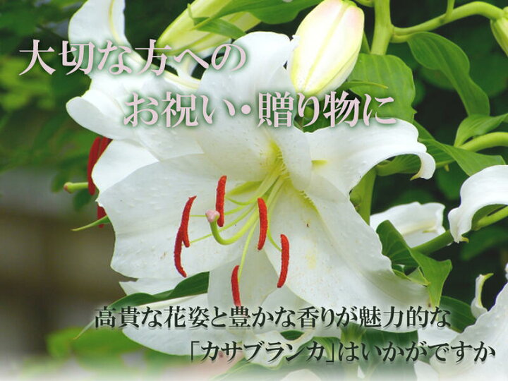 楽天市場 お誕生日プレゼントに21年5月に開花母の日ギフトカサブランカ鉢花贈り物カサブランカ鉢植え 鉢植の 贈り物 お届けの際カサブランカは蕾の状態です三本仕立て5月母の日お届けは 蕾の状態です 園芸百貨店何でも揃うこぼんさい 楽天市場 お誕生日プレゼントに21年5月に開花母の日ギフトカサブランカ鉢花贈り物カサブランカ鉢植え 鉢植の 贈り物 お届けの際カサブランカは蕾の状態です三本仕立て5月母の日お届けは 蕾の状態です 園芸百貨店何でも揃うこぼんさい