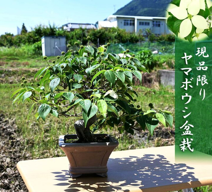 楽天市場】現品限り ヤマボウシ盆栽 やまぼうし 盆栽 2021年6月10日 