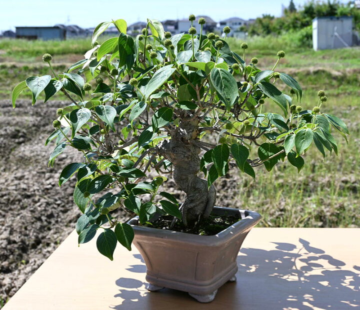 ヤマボウシの盆栽