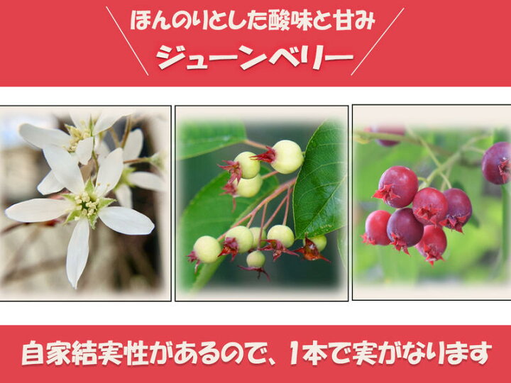 楽天市場 庭木ジューンベリー苗 アメリカザイフリボク苗 6号サイズ 樹高 約80ｃｍ 22年開花予定苗 園芸百貨店何でも揃うこぼんさい