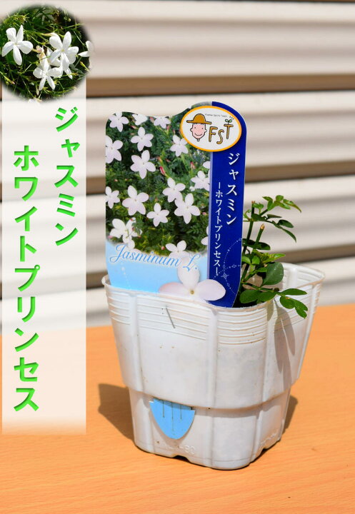 楽天市場 ジャスミン ホワイトプリンセス 3 5センチポット 園芸百貨店何でも揃うこぼんさい 楽天市場 ジャスミン ホワイトプリンセス 3 5センチポット 園芸百貨店何でも揃うこぼんさい