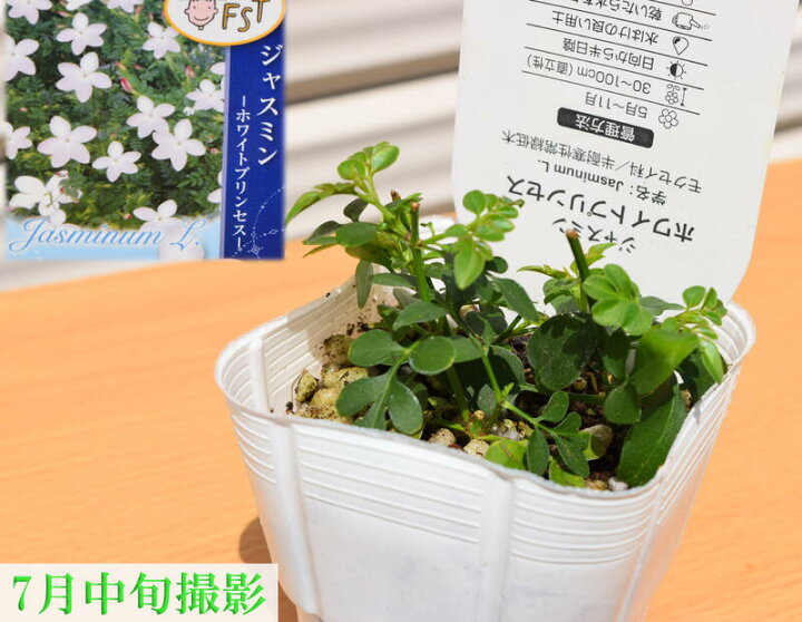 楽天市場 ジャスミン ホワイトプリンセス 3 5センチポット 園芸百貨店何でも揃うこぼんさい 楽天市場 ジャスミン ホワイトプリンセス 3 5センチポット 園芸百貨店何でも揃うこぼんさい