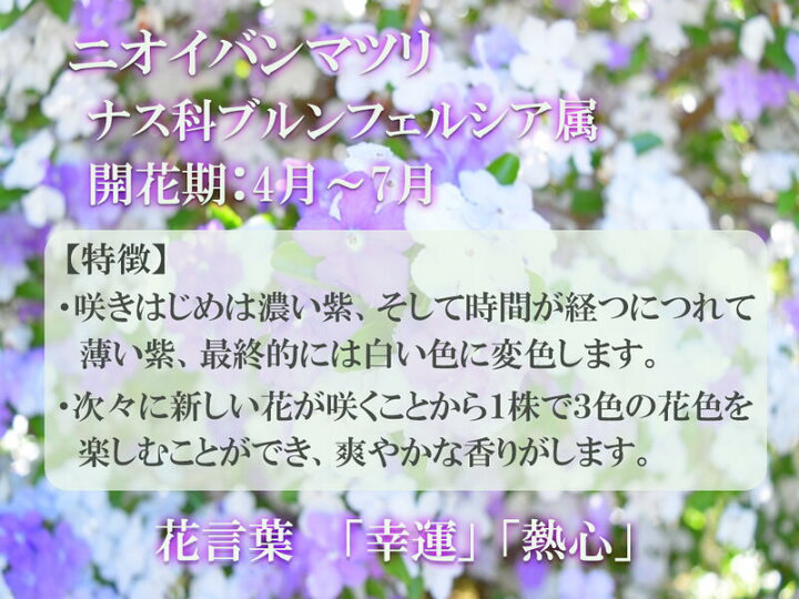 楽天市場 ２０２２年6月に開花ニオイバンマツリ苗 ニオイバンマツリ 苗 園芸百貨店何でも揃うこぼんさい