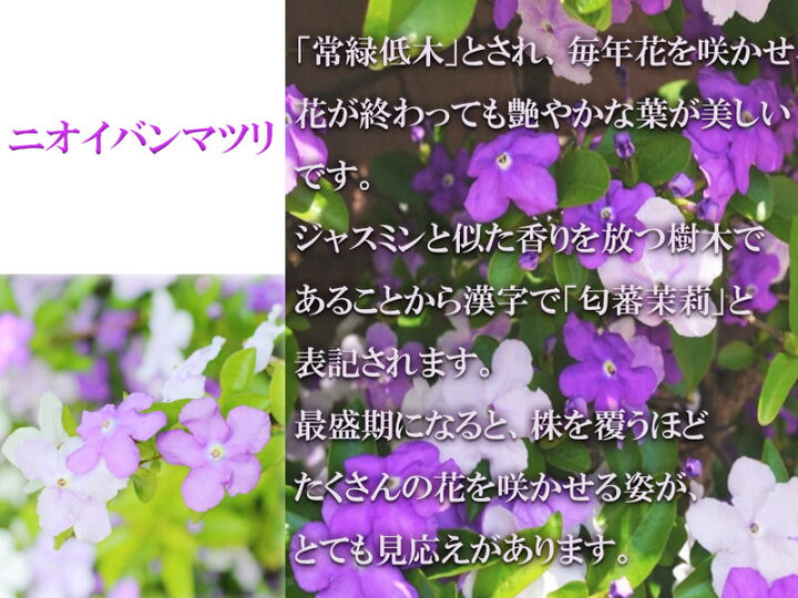 楽天市場 ２０２２年6月に開花ニオイバンマツリ苗 ニオイバンマツリ 苗 園芸百貨店何でも揃うこぼんさい