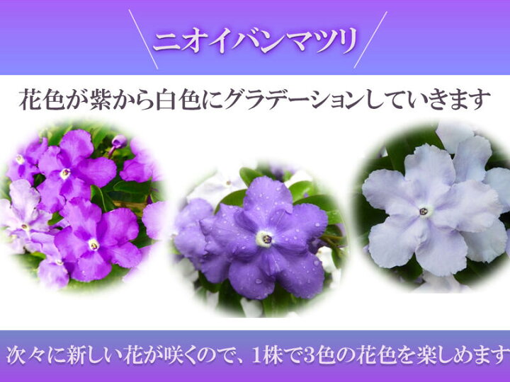 楽天市場 ２０２２年6月に開花ニオイバンマツリ苗 ニオイバンマツリ 苗 園芸百貨店何でも揃うこぼんさい