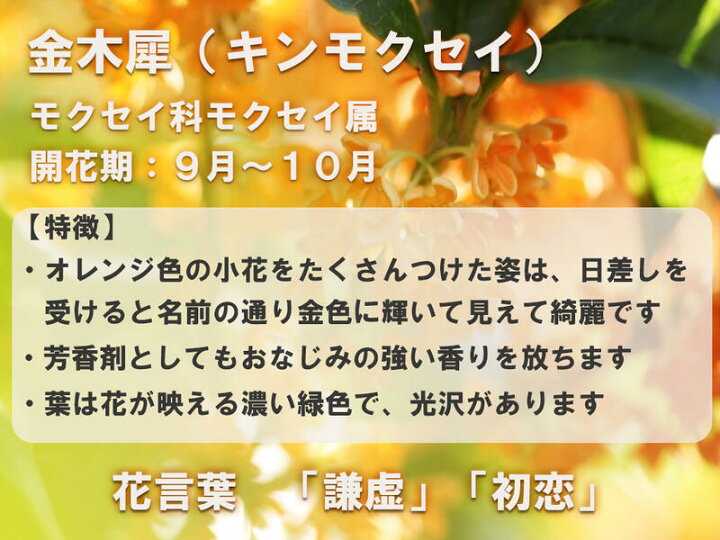 楽天市場 秋を感じる香といえばきんもくせい22年の秋はおすすめのキンモクセイ開花苗 金木犀22年10月開花見込み苗です 園芸百貨店何でも揃うこぼんさい