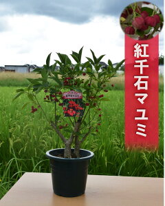 紅千石まゆみ苗紅マユミ　鉢植えでも楽しめるサイズです マユミ の 木マユミ 苗