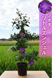 楽天市場 ノボタンの通販