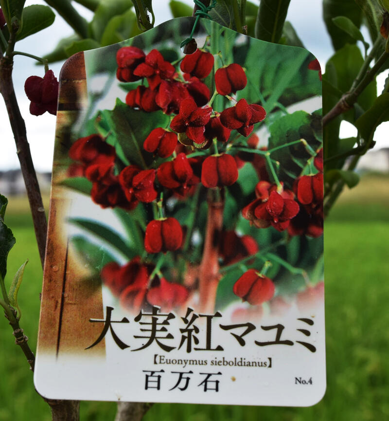 楽天市場】紅千石まゆみ苗紅マユミ 鉢植えでも楽しめるサイズです