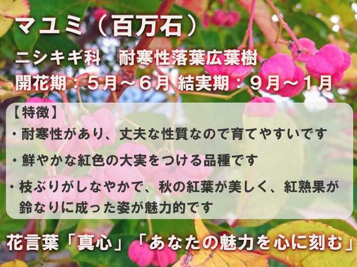 楽天市場 新入荷 まゆみ百万石苗木マユミ苗大実紅実マユミ百万石大実紅まゆみ苗 園芸百貨店何でも揃うこぼんさい 楽天市場 新入荷 まゆみ百万石苗木マユミ苗大実紅実マユミ百万石大実紅まゆみ苗 園芸百貨店何でも揃うこぼんさい