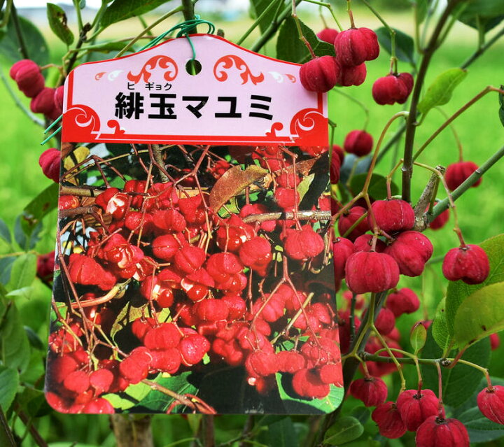楽天市場 新入荷 緋玉マユミ苗 紅まゆみ 園芸百貨店何でも揃うこぼんさい 楽天市場 新入荷 緋玉マユミ苗 紅まゆみ 園芸百貨店何でも揃うこぼんさい