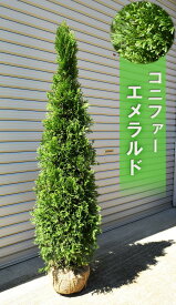 クリスマスツリーようとしておススメのエメラルド コニファー エメラルドグリーン スマラグ2025年　高さ110センチから130センチ前後