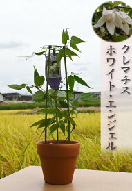 楽天市場 クレマチス 冬咲きの通販