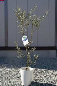 �I���[�u �y�ϗt�A���z�I���[�u�}���U�j�� �@��c�@2021�N12��3���B�e