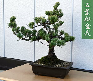現品 五葉松盆栽 B1 本格五葉松盆栽 2021年12月16日撮影