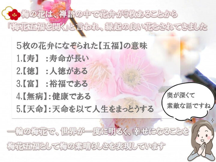 楽天市場 花芽がたくさん２００芽以上開花紅冬至梅ピンク梅盆栽梅盆栽 開花時期は3月頃です 22年2月頃開花 ちなみに海外でも Bonsai ボンサイと言います 玄関を彩る梅の花 盆栽梅 園芸百貨店何でも揃うこぼんさい