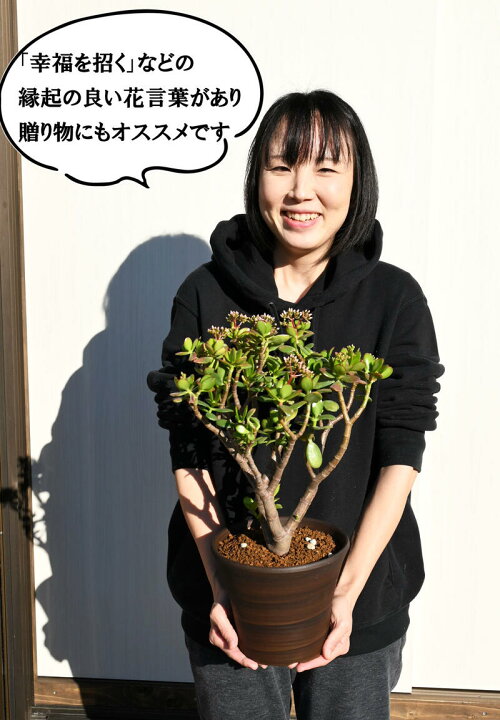 アウトレット 送料無料 21年花芽付き 金のなる木 鉢植え 花月 縁起物 多肉植物 観葉植物 フチベニベンケイ 撮影21年12月22日鉢底から50センチ6号鉢植えギフト お誕生日プレゼントに 1oficioverde Com Br